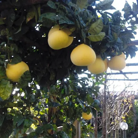 Paradise Bed & Breakfast Sant'Agata sui due Golfi